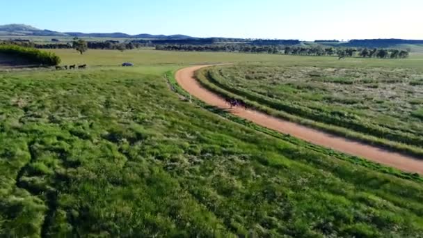 Ampla Sequência Drone Treinamento Cavalo Arnês — Vídeo de Stock