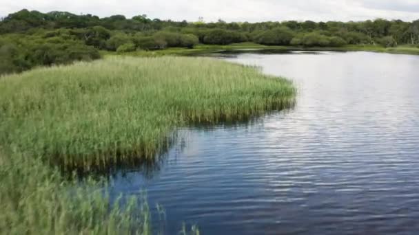 Aerial Marshland Killarney National Park Muckross Lake Ιρλανδία — Αρχείο Βίντεο