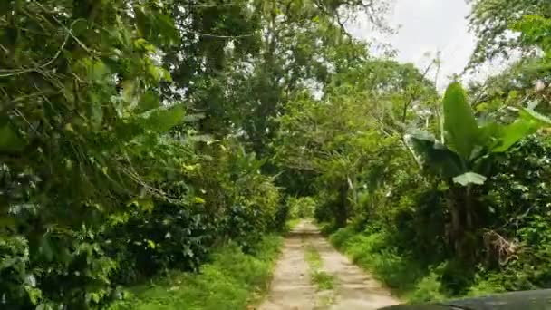 Pov Shot Driving Jungle Dirt Track Isolated Balneario Mata Maiz — Stock Video