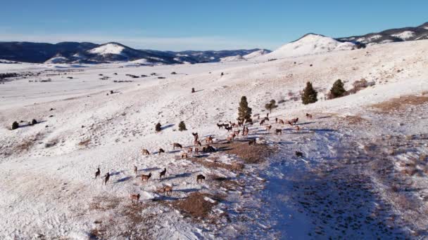 Dron Aéreo Estacionario Disparó Una Manada Alces Una Colina Cubierta — Vídeos de Stock