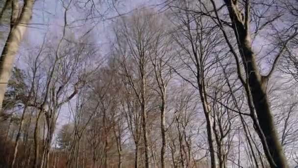 Dolly Tree Tops Blue Winter Sky Gimbal Nature Lisse Forrest — Video