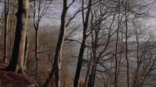 Tree Tops Blue Winter Sky Lesie Pobliżu Wody Patrząc Dół — Wideo stockowe