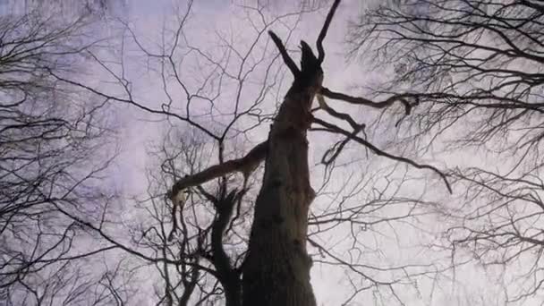 Tilt Δέντρο Κορυφές Ενάντια Στο Μπλε Χειμώνα Ουρανό Gimbal Ομαλή — Αρχείο Βίντεο