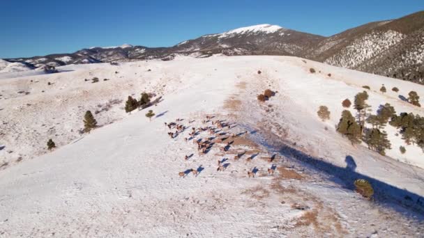 Aerial Drone View Herd Elk Snow Covered Mountainside — Stock Video