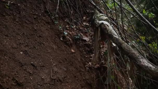 木から吊るされた老廃物は自然を汚染し — ストック動画