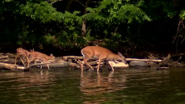 Ein Reh Und Zwei Rehkitze Waten Hendersonville Tennessee Ins Wasser — Stockvideo