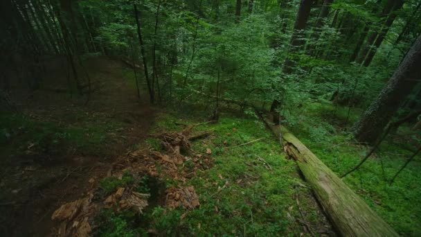 Bir Dağ Bisikletçisi Yemyeşil Bir Ormanda Taze Bir Sürüyor — Stok video