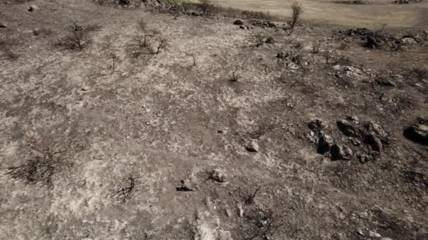 2021年在意大利撒丁岛 空中卡车拍摄的橄榄树在野火中被夷为平地 — 图库视频影像