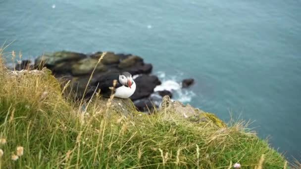 Atlantic Puffin Bird Cliff Latrabjarg Point Westfjords Islandia Wysoki Kąt — Wideo stockowe