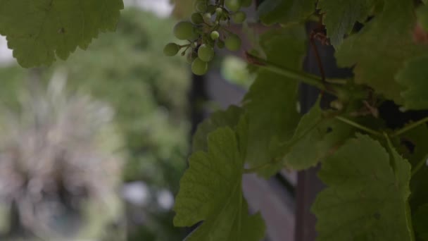 Медленно Кастрюлю Выявить Кучу Зеленого Винограда Висит Винограднике Теплый Летний — стоковое видео