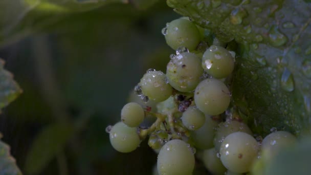 Macro Shot Van Tros Groene Druiven Met Slow Motion Waterdruppels — Stockvideo