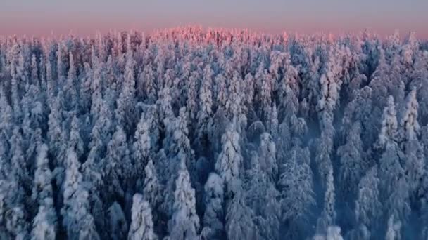 Luchtfoto Drone Zicht Laag Arctische Besneeuwde Bomen Poolzonsopgang Winter Lapland — Stockvideo