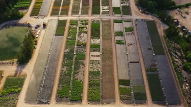 園芸保育園の植物の列を見下ろす空中ドローンビュー 晴れた日 — ストック動画