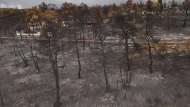 Wildfire Aftermath Aerial View Burned Forest Charred Trees Houses Road — 비디오