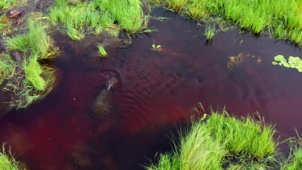 Flusspferd Schwimmt Kanal Von Afrika — Stockvideo