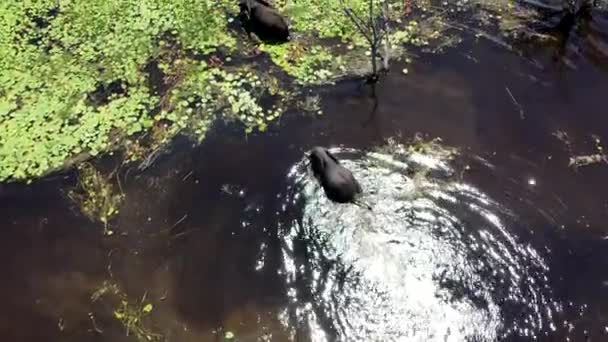 Elefanten Verlassen Kanal Nach Dem Schwimmen — Stockvideo