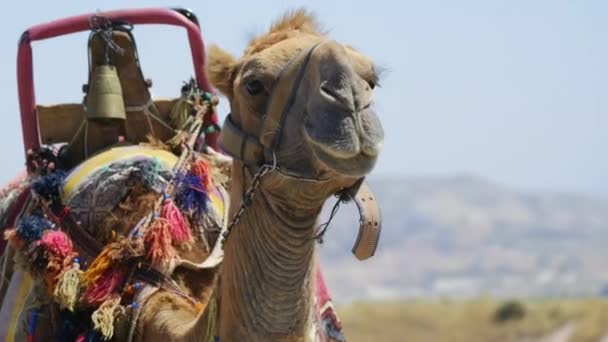 在卡帕多西亚 一头骆驼在等游客 骆驼特写 — 图库视频影像