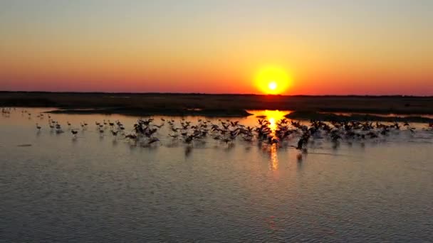 Flamingo Herde Fliegt Bei Sonnenuntergang — Stockvideo