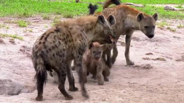 Paquete Hiena Con Cachorros Guarida — Vídeos de Stock