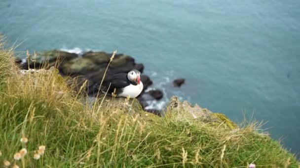 Leuke Puffin Neergestreken Een Klif — Stockvideo