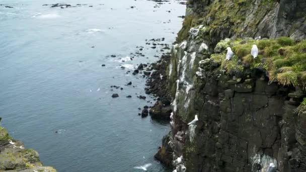 Flock Kittiwake Cliffs Vogelkliffen Bij Latrabjarg Westfjorden Ijsland — Stockvideo