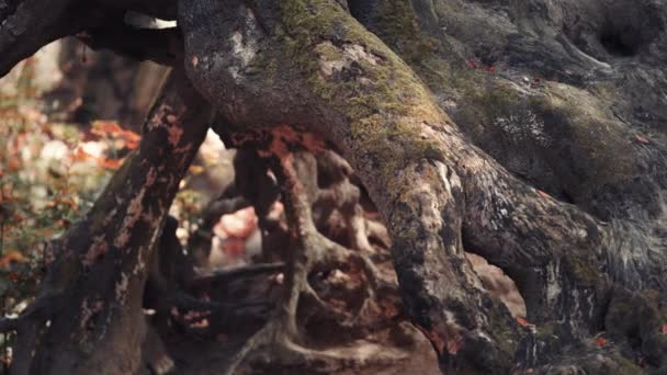 Detailní Záběr Odkryté Kořeny Mrtvého Starého Stromu Pokrytého Mechem Písečná — Stock video