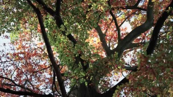 Hojas Doradas Otoño Las Coronas Enredadas Los Árboles Retroiluminadas Por — Vídeos de Stock