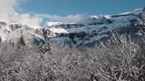 在寒冷的冬天 空中俯瞰着雪地 紧靠着六吨谷地的松树林 在空中俯瞰着壮丽的群山 — 图库视频影像