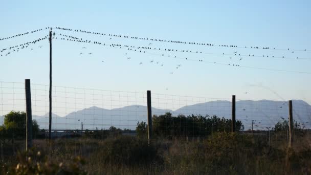 数以百计的欧洲雏鸟栖息在电线上 然后在公路和高山的背景上发出同步的嗡嗡声 — 图库视频影像