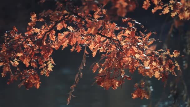 明るい秋の紅葉のクローズアップ 背景に水の上にアヒルの着陸 スローモーション — ストック動画