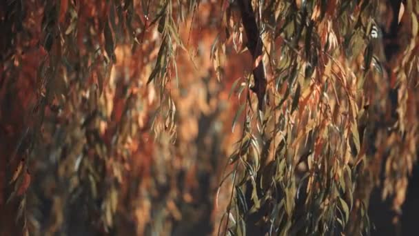 暖かい秋の太陽に照らされたしだれ柳の枝 背景に小さな池 スローモーション パン右 — ストック動画