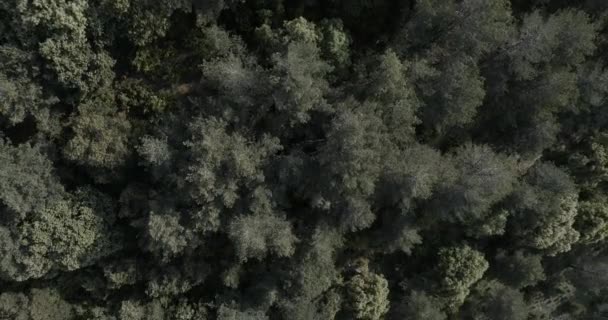 Αεροφωτογραφία Από Δάσος — Αρχείο Βίντεο