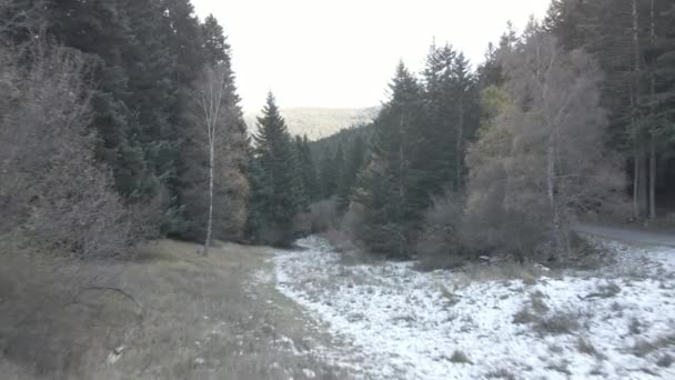 Viajar Bosque Pirineos — Vídeo de stock
