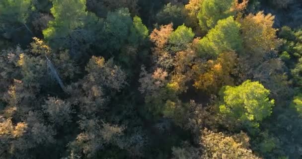 Flygfoto Från Skog — Stockvideo