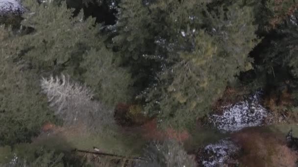 Flygfoto Från Skog — Stockvideo