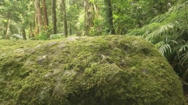 Pan Výstřel Zpoza Velkého Balvanu Tropickém Horském Deštném Pralese Mount — Stock video