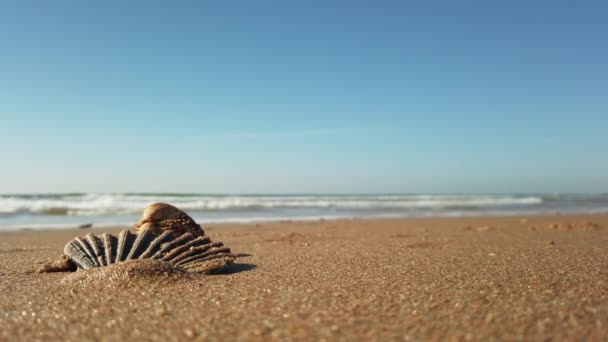 Sea Shell Sand Beach Running Girl Child Background Closeup View — Stock Video