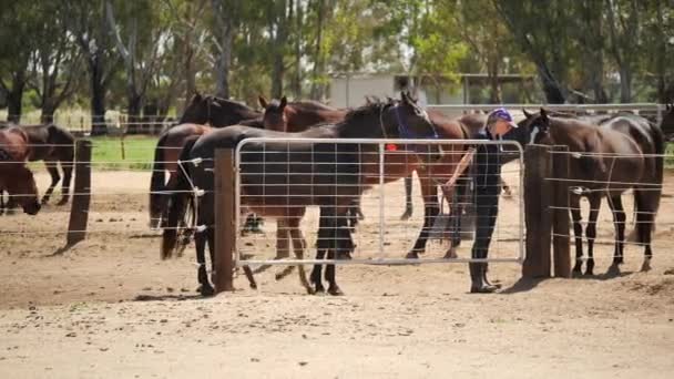 Лошадей Ведет Рука Ранчо — стоковое видео