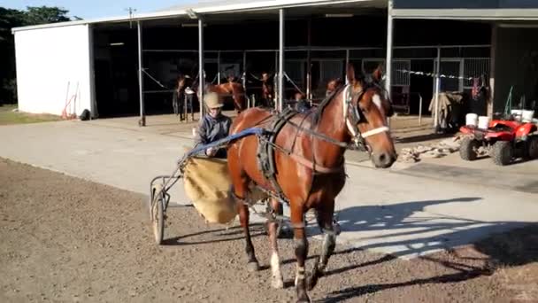 Följ Filmiska Sele Racing Häst — Stockvideo