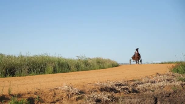 Harness Corrida Treinamento Cavalos Pista — Vídeo de Stock