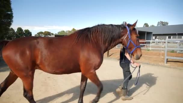 Cavallo Cinematografico Seguire Con Mano Stabile — Video Stock