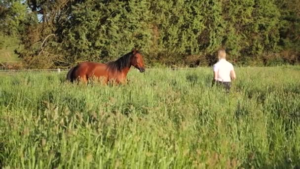 成長の著しい分野で馬に近づいている女性 — ストック動画