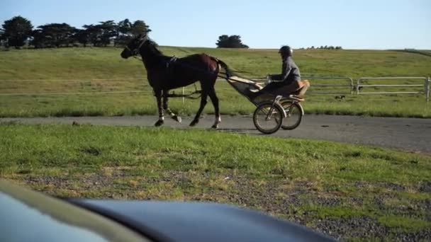 Seguire Cavallo Corsa Harness Durante Allenamento — Video Stock