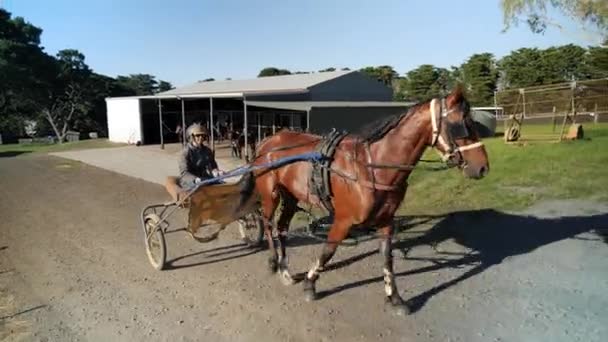 Sele Racing Häst Följa Pan — Stockvideo