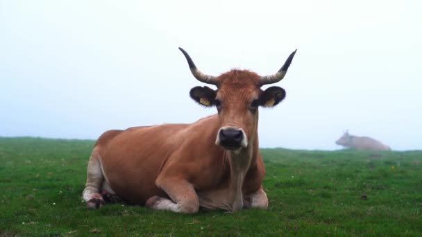 Peaceful Brown Cow Laying Grass Fog Spain — Stock Video