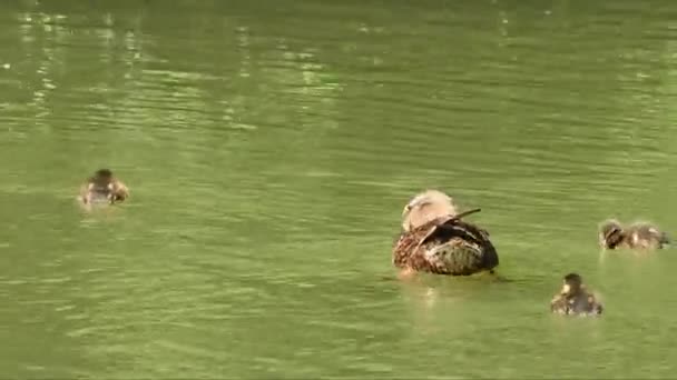 Ducklings Mother Swimming Eating Pond Zavřít — Stock video