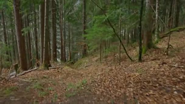 Bir Dağ Bisikletçisi Ormanda Yüksek Hızda Büyük Bir Atlayış Yapar — Stok video
