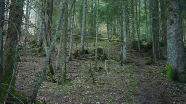 Mountain Bike Scende Una Collina Molto Ripida Bosco — Video Stock