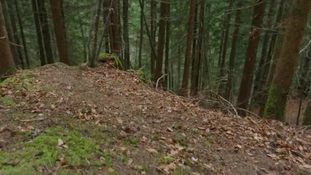 サイクリストが森の中の狭い尾根に乗っている — ストック動画