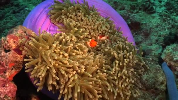 熱帯サンゴ礁のピンク色の海のイソギンチャクで泳ぐクマノミ — ストック動画